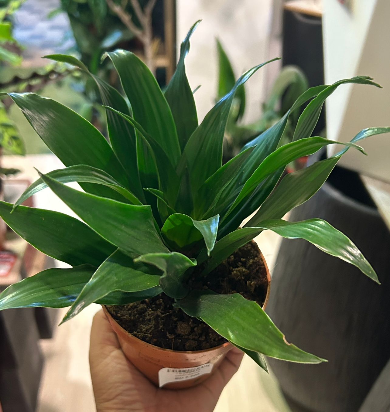 DRACAENA